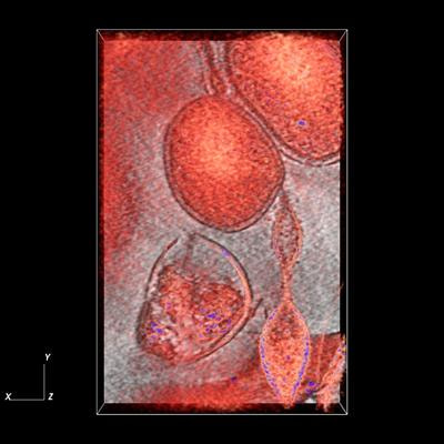 Cover image for research topic "Intra- and inter-species interactions in microbial communities"