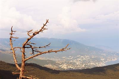 Cover image for research topic "Extreme Climate Events: Are Woody Species Ready to Face Them? - Women in Plant Science Series"