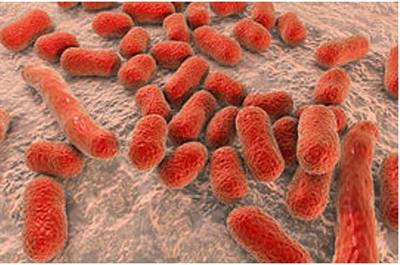 Cover image for research topic "Drug Resistance, Global Epidemiology and Virulence of Acinetobacter"