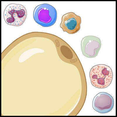 Cover image for research topic "Crosstalk Between Adipose Tissue and Immune Cells"