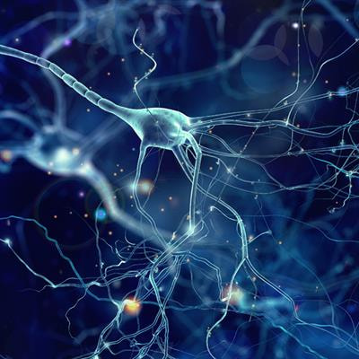 Cover image for research topic "Autonomic Neuroscience Editor’s Pick 2021"