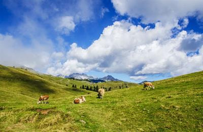 Cover image for research topic "Livestock Production and the Functioning of Agricultural Ecosystems, Volume II"