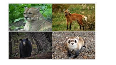 Cover image for research topic "Advances in Reproductive Biotechnologies in Carnivores"