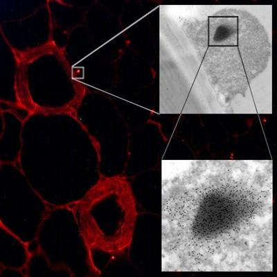Cover image for research topic "Examination of the role of polyphenol oxidase in plant and fungal tissues"