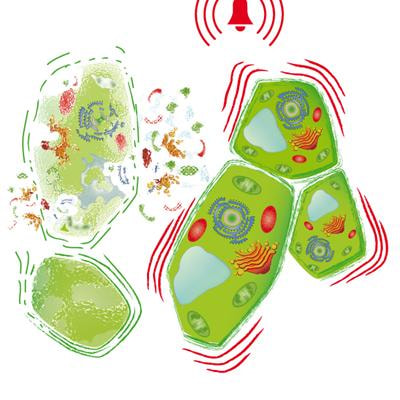 Cover image for research topic "Wound recognition across the tree of life"