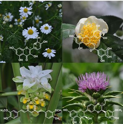 Cover image for research topic "Pharmacology of Plant Polyphenols in Human Health and Diseases"