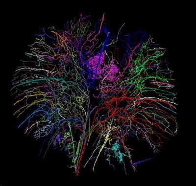 Cover image for research topic "Targeting Neurovascular Unit Regeneration for Neurological and Functional Recovery After CNS Injury"