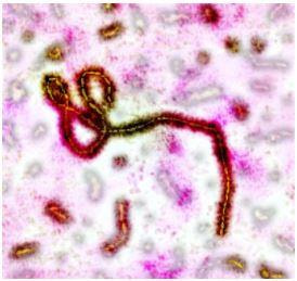 Cover image for research topic "Understanding Ebola: a global health challenge, Volume II"
