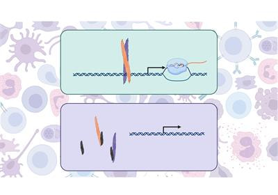 Cover image for research topic "Molecular Switches of the Immune System: The E Protein/Id Axis in Hematopoietic Development and Function"