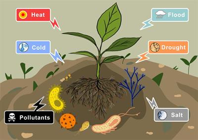Cover image for research topic "Microbial Communities and Functions Contribute to Plant Performance under Various Stresses"