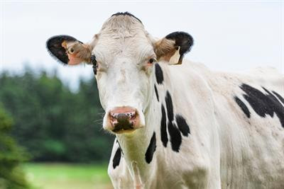 Cover image for research topic "Cell-Mediated Immunity in Ruminants: Novel Approaches and Insights"