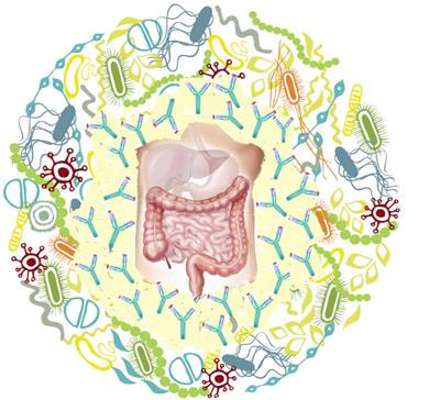Cover image for research topic "Recent Advances in Immunome and Immunomodulation in Inflammatory Bowel Disease"