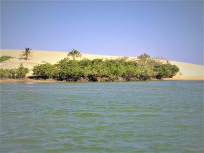 Cover image for research topic "Mangroves in the Anthropocene: From Local Change to Global Challenge"