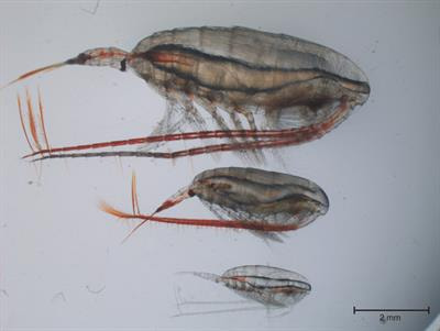 Cover image for research topic "The Physiology, Ecology and Biogeochemistry of Marine Zooplankton in a Changing Arctic Ocean"