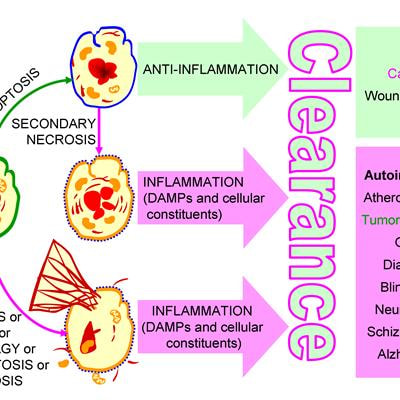 Cover image for research topic "Chronic inflammation in conditions associated with a deficient clearance of dying and dead cells, their remnants, and intracellular constituents"