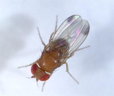 Cover image for research topic "Research Advances on Drosophila suzukii"