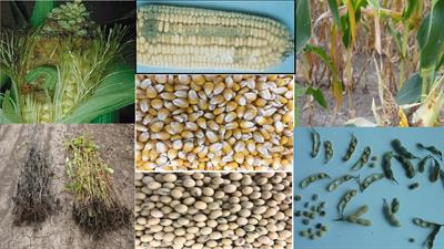 Cover image for research topic "Grain Nutrition and Quality: Defense Mechanism and Current Disease Control Strategies in Grain Crops"