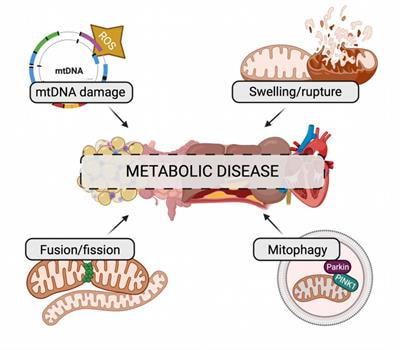 Cover image for research topic "Mitochondrial Dysfunction in Metabolic Diseases"