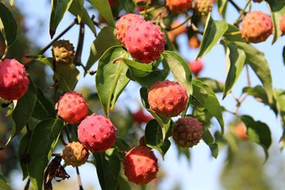 Cover image for research topic "Phytochemicals in Ornamental Plants: Synthesis, Nutraceutical Prospects and Applied Focus - Women in Plant Science Series"