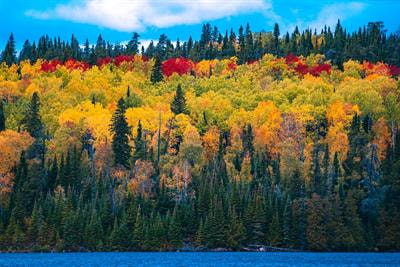 Cover image for research topic "Plant Phenology Shifts and their Ecological and Climatic Consequences"