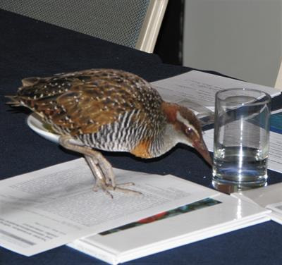 Cover image for research topic "Neural Mechanisms of Cognitive Control and Emotion in Birds"
