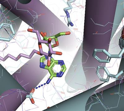 Cover image for research topic "Eukaryotic transport proteins in drug action and resistance."