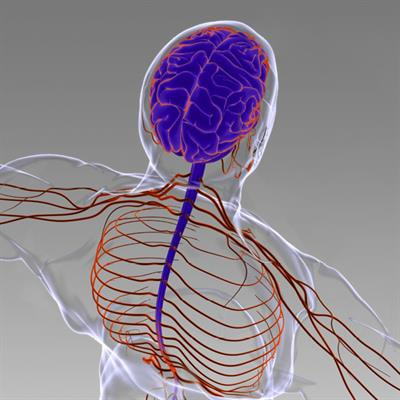 Cover image for research topic "Motor Neuroscience Editor's Pick 2021"