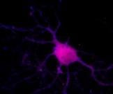 Cover image for research topic "NMDA Receptors in Physiology and Disease"