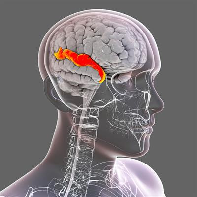 Cover image for research topic "Speech and Language Editor's Pick 2021"