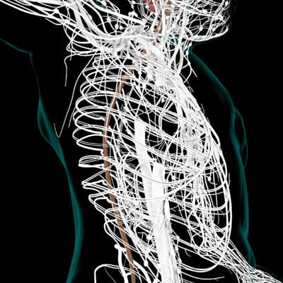 Cover image for research topic "Network Physiology, Insights in Dynamical Systems: 2021"