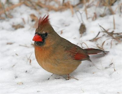 Cover image for research topic "Avian Behavioral and Physiological Responses to Challenging Thermal Environments and Extreme Weather Events"