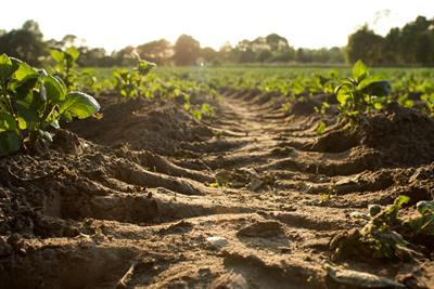 Cover image for research topic "Heavy Metal(loid) Stress-alleviating and Phytostimulating Microorganisms: Dual-performing Warhorses in Soil-bioremediation"