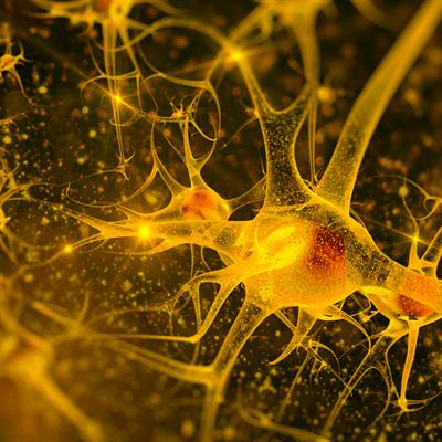Cover image for research topic "Sensory Neuroscience Editor's Pick 2021"
