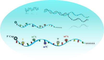 Cover image for research topic "Novel Insights in RNA Modifications: from Basic to Translational Research"