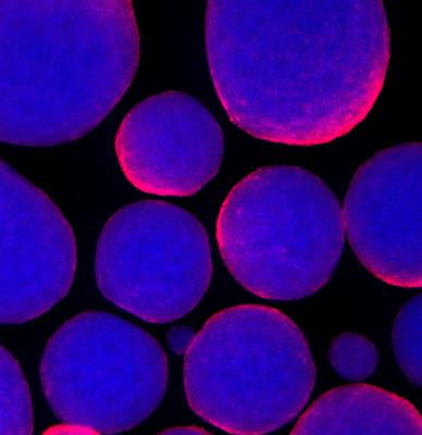 Cover image for research topic "Developmental Models 2.0"