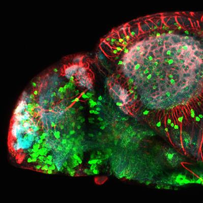 Cover image for research topic "Teleostean Forebrain Organization and Evolution: Links to Behavior and Ecological Niche"