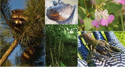 Cover image for research topic "Genomic Basis of Adaptations to New Environments in Expansive and Invasive Species"