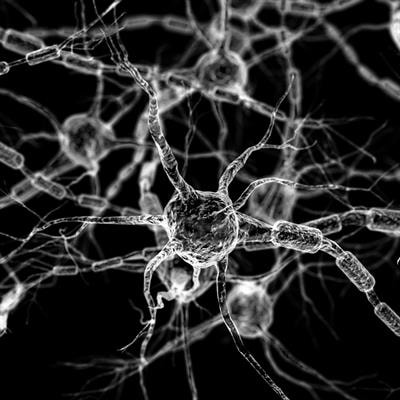 Cover image for research topic "Frontiers in Systems Neuroscience – Editors’ Pick 2021"