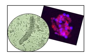 Cover image for research topic "Stem Cell Technologies meet Stem Cell Biology to Shine New Light into Tropical Infectious Diseases"