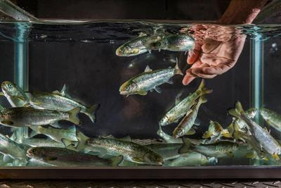 Cover image for research topic "Biology Meets Technology: Aquatic Animals in Novel and New Aquaculture Production Systems"