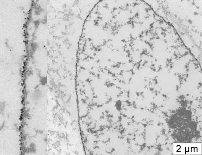 Cover image for research topic "Lamins in the Establishment, Maintenance, and Engagement of Genome Organization and Function"