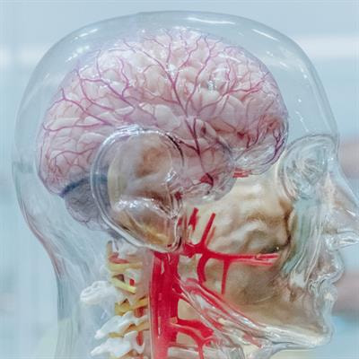 Cover image for research topic "Network Physiology, Insights into the Brain System: 2021"