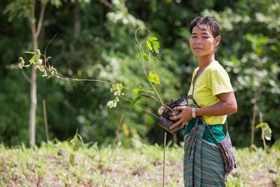 Cover image for research topic "Understanding How Small-Scale Forestry Helps to Achieve UN Sustainable Development Goals"
