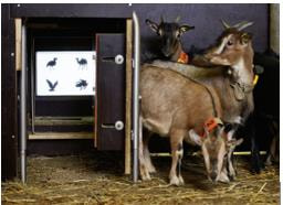 Cover image for research topic "Captive Animal Behavior: Individual Differences in Learning and Cognition, and Implications on Animal Welfare"