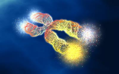 Cover image for research topic "Telomere Length and Species Lifespan"