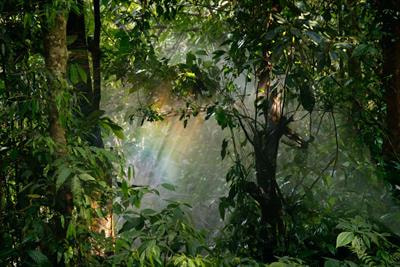 Cover image for research topic "Effect of Disturbance on Natural Forest Regeneration in a Changing Tropical Environment"
