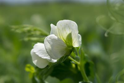 Cover image for research topic "Drought Stress in Legumes"