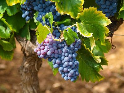 Cover image for research topic "Advances in Grapevine Genetic Improvement: Towards High Quality, Sustainable Grape Production"