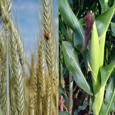 Cover image for research topic "Molecular Interactions between Crops and Phytopathogens, Volume I: Wheat and Maize"