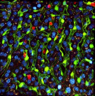 Cover image for research topic "Breaking the Cycle: Attacking the Malaria Parasite in the Liver"